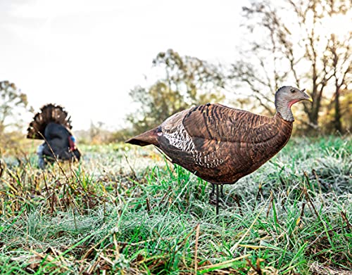 Primos Hunting Photoform Leading Hen Turkey Decoy, Lightweight Portable Decoy 69070 - Thumbnail 5
