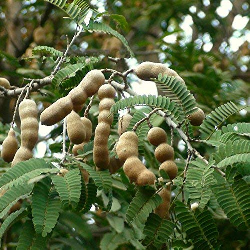 Rameshvar Enterprises | Tamarind Imli Plant : Amazon.in: Garden & Outdoors