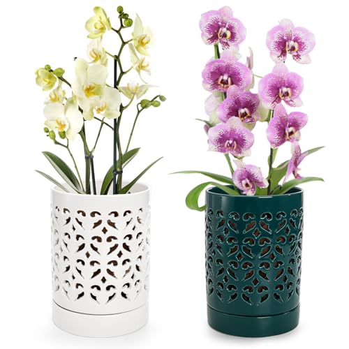 Jucoan Ceramic Orchid Pots with Holes