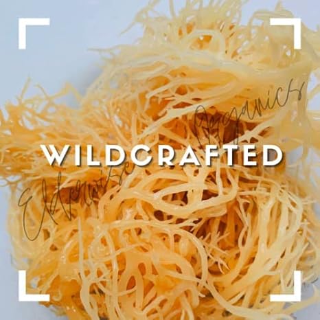 Elderwise Golden Sea Moss, Raw Wildcrafted Gracilaria, Makes 24oz Gel