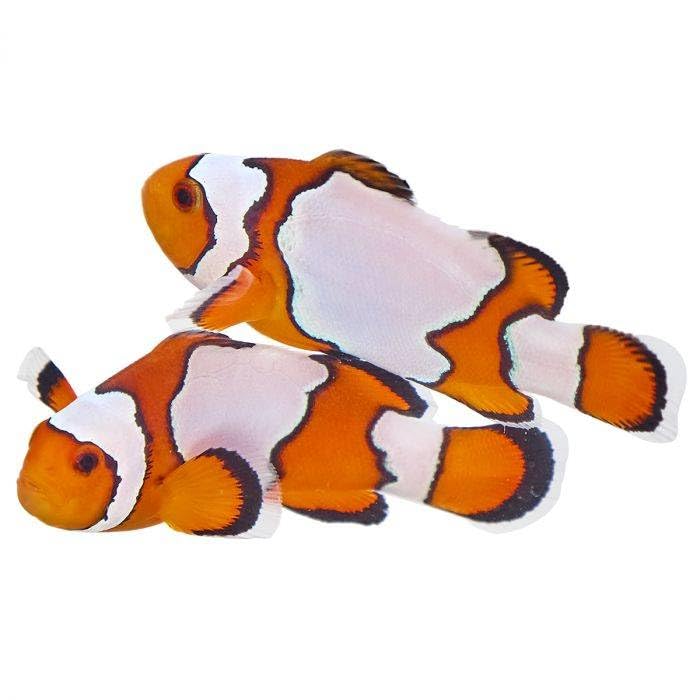 2-Pack Snowflake Ocellaris Clownfish