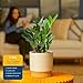 Costa Farms ZZ Live Plant in Decorative Pot, Easy to Maintain, Air Purifying Indoor Houseplant, Perfect for Home, Room, or Office Decor, Great House Warming or Birthday Gift, 12-20 Inches Tall