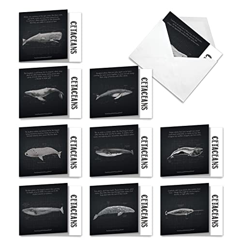 Cartes de vœux baleine Humpback pour écrire vos vœux d'anniversaire