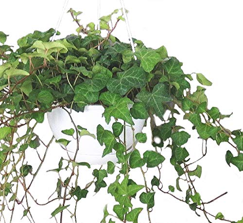 つる 性 植物 観葉植物の人気商品 通販 価格比較 価格 Com