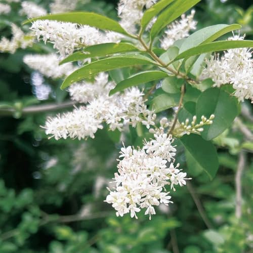 semillas de aligustre - interior reales, exterior Cama elevada, jardín de balcón, resistentes 50pcs