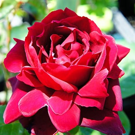 Amazon バラ 苗 つるバラ オクラホマ Cl 一季咲き 2年生 接ぎ木大苗 植木