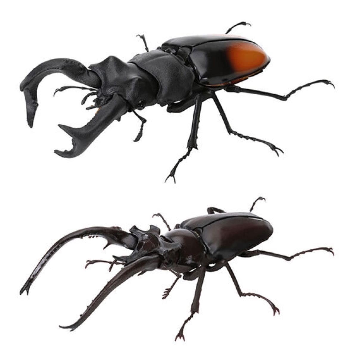 大型ミヤマクワガタペア標本