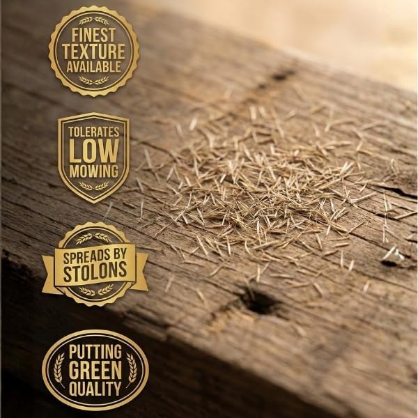 Old Cobblers Farm™ Wicked Tuff Turf Bentgrass (Grasses) - Fine-Textured, Dense Green Lawn & Turf Seed for Golf Greens, Lawns & Landscapes (5 lbs | 10 lbs | 15 lbs | 20 lbs) (20lbs)