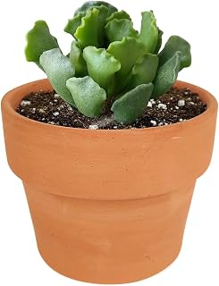 Cubs Paws Bear Claws Key Lime Pie Succulent (4'' + Clay Pot)