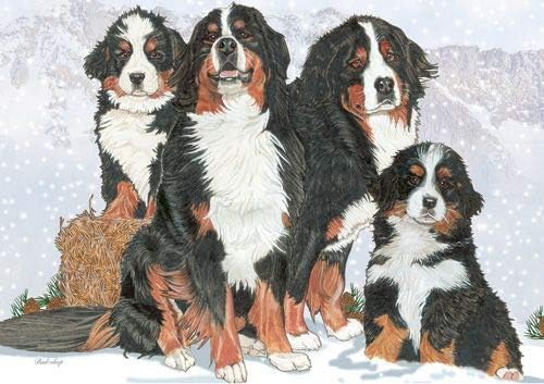 Bernese Mountain Dog Blank Note Cards Boxed