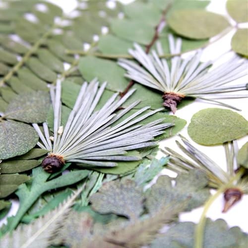 30 hojas prensadas secas diversas para manualidades miniatura 6