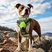 Joytale Halsband Hund, Weich Hundehalsband Gepolstert Neopren Hunde Halsband für Mittelgroße Hunde, Nylon Reflektierend Breit Halsbänder, Grün