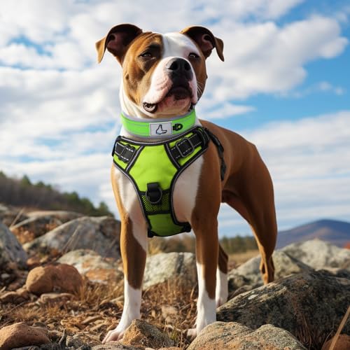 Joytale Halsband Hund, Weich Hundehalsband Gepolstert Neopren Hunde Halsband für Mittelgroße Hunde, Nylon Reflektierend Breit Halsbänder, Grün