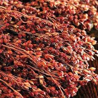 Red Head Broom Corn Seeds for Planting (50 Seeds) - Grow Exotic Red Broom Corn