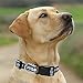 Pets First NFL Philadelphia Eagles Licensed PET COLLAR, Small - Heavy-Duty, Strong, and Durable Dog Collar. Available in 31 Football Teams and 4 Sizes