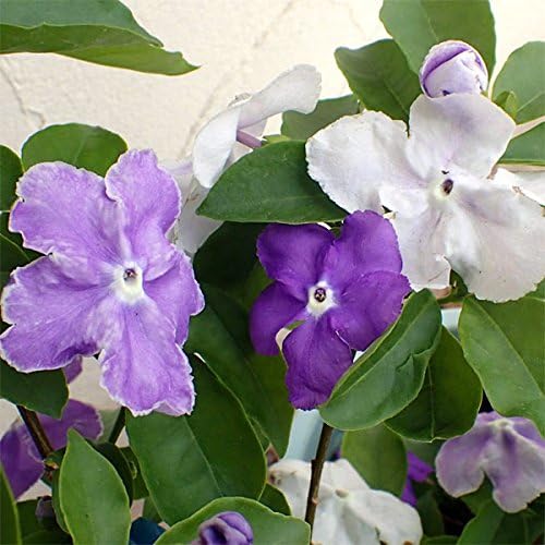 Amazon ニオイバンマツリ ブルンフェルシア 3号2株セット アメリカンジャスミンとも呼ばれる香りの花木 花