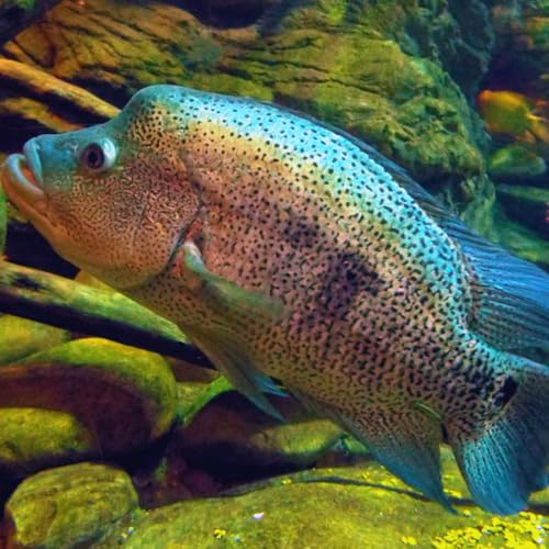 Dovii Wolf Cichlid 1,5' Juveniles - Live Fish for Aquarium Exotic Freshwater Live Fish, Live...