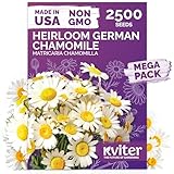 KVITER 2,500 German Chamomile Seeds for Planting (Matricaria Chamomilla/Recutita) – Heirloom & Non-Gmo Medicinal Herb Seeds, Flowers for Remedies & Chamomile Tea Organic – Indoors/Outdoors Herb Garden