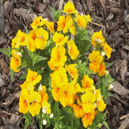 Cetechondra 100 Stück Gelbe Nemesia Samen 689688