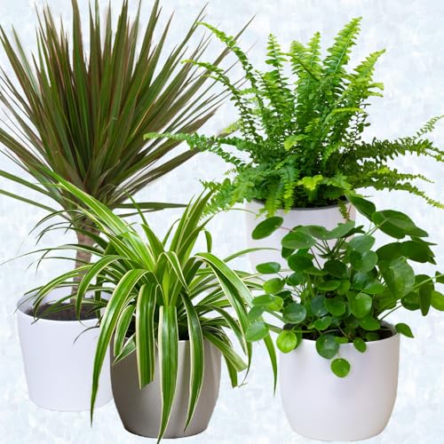 4 x Air purifier House plants –...