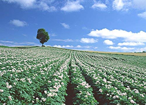 Amazon.co.jp: 北海道剣淵産 デストロイヤー（M～L混）10Kg 北海道産