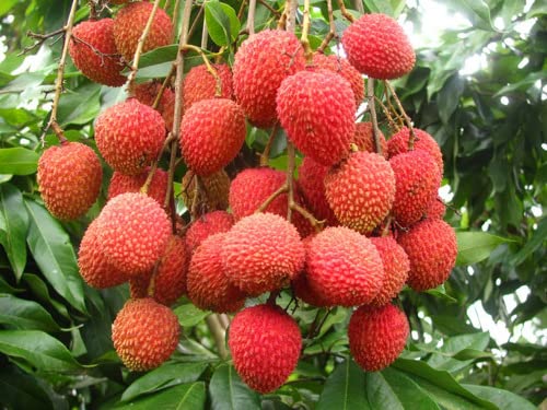 Muda De Lichia Legítima Frutífera Excelente Para Produzir