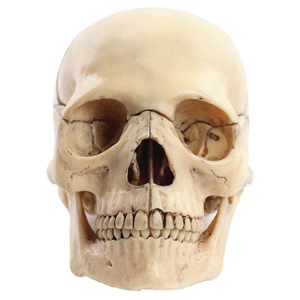 Modelo de enseñanza, modelo de cráneo humano 1:2 para anatomía, modelo de anatomía de cráneo desmontable de PVC con 15 piezas de ensamblaje y manual de descripción de huesos y detalles precisos, model
