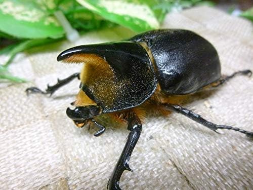 サタンオオカブト 生体 60ミリ新成虫単品 山陽オオクワ倶楽部 昆虫 通販 Amazon