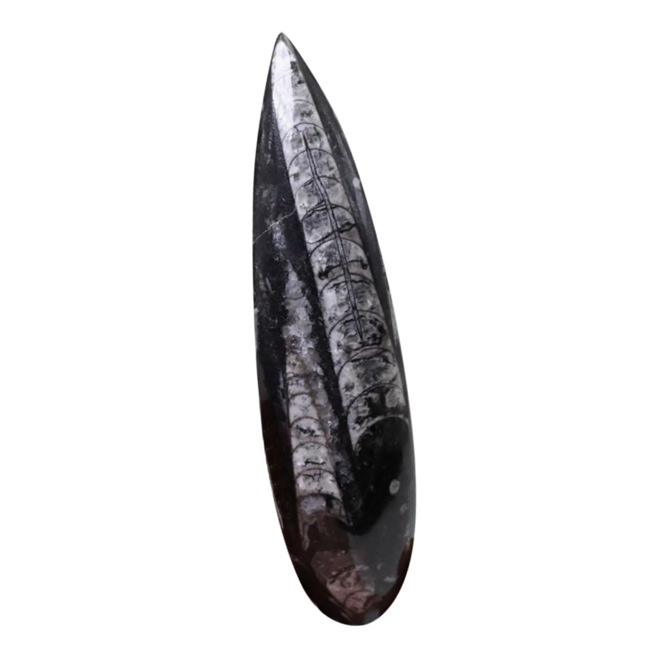 Fósil de Ortoceras Muestra de Enseñanza 1 Pieza Mineral Negro Grande