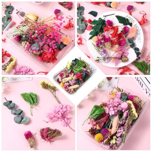 Flores secas naturales para manualidades, 6 cajas surtidas miniatura 6