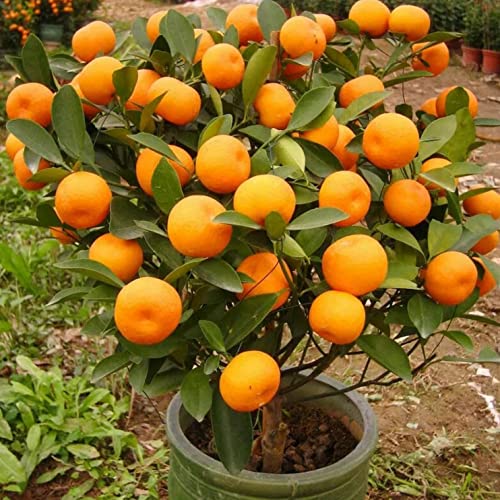 150+ Dwarf Bonsai Fruit Tree Seeds For Planting, 50+ Lemon Tree Seeds /50+ Cherry Tree Seeds /50+ Orange Tree Seeds (3 Variety Individual Packs) #TOP2