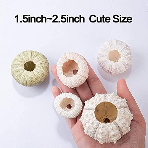 Itonash 5-teiliger Blumentopf Zum Aufhängen mit Seeigelmuschel, Dekorativer Luftpflanzenhalter Tillandsien und Sukkulenten mit Rustikalen Seilen (4-teiliges Set)