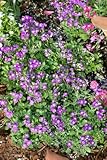 PlantaPro