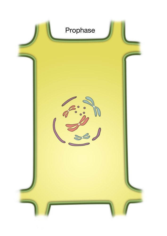 Posterazzi Prophase of Mitosis Poster Print by Spencer Sutton/Science Source, (18 x 24), Varies