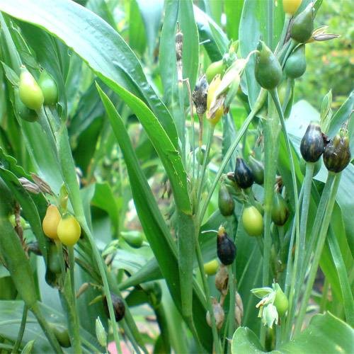 Outsidepride Job’s Tears Seeds (Coix Lacryma-Jobi) - 50 Pcs Perennial Ornamental Plant Seeds, Teardrop-Shaped Fruit, Decorative for Garden Texture & Culinary Use