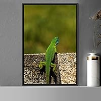 Framed Canvas Wall Art Reptile Contemporary Dramatic Hallway Iguana Multicolor Photography Reptiles - 16x24 inches