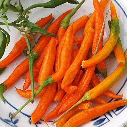 VISTARIC Orange Thai, Chili/Chilli Pepper (Capsicum Annuum