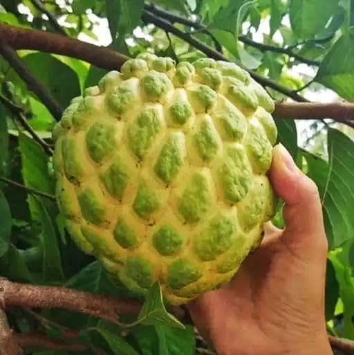EXOTIC PLANT Dwarf Variety Thai Giant KG Sugar Apple Live Plant (...