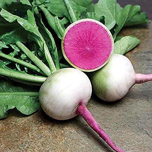 SHAKIA 40pcs Hybrid Watermelon Radish Seeds for Planting Non-GMO Heirloom Home Vegetable Garden Outdoors, Multi