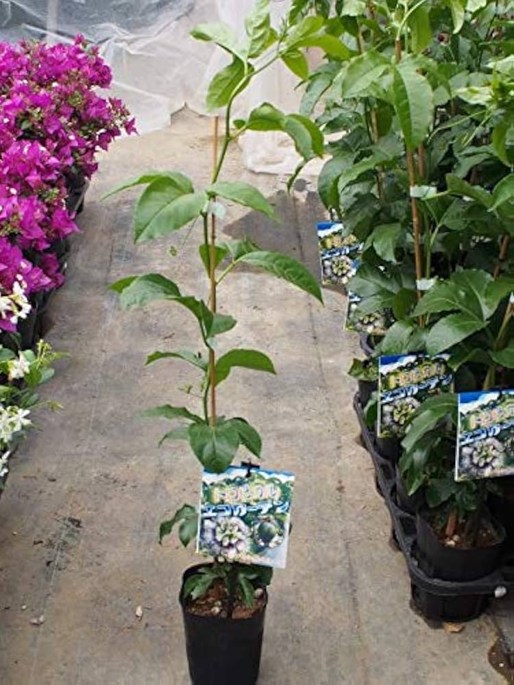 パッションフルーツの苗問い合わせ パッションフルーツの苗問い合わせ 観葉植物