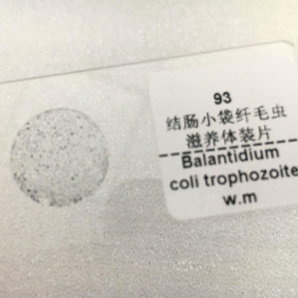 1 Piece Balantidium Coli Trophozoite W.M Parasitology Microscope Prepared Slides