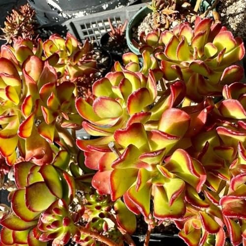 Semillas de sedum para techos verdes, reales, sedum Mini reales, para bancal elevado 500pcs