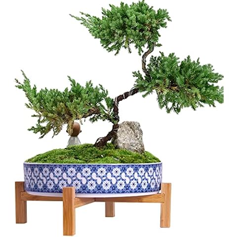 ARTKETTY Plant Pots Indoor, Large Bonsai Pot with Stand Ceramic Flower Pot with Drainage, Shallow Floral Pot for Outdoor Succulent Cactus Plants Cover
