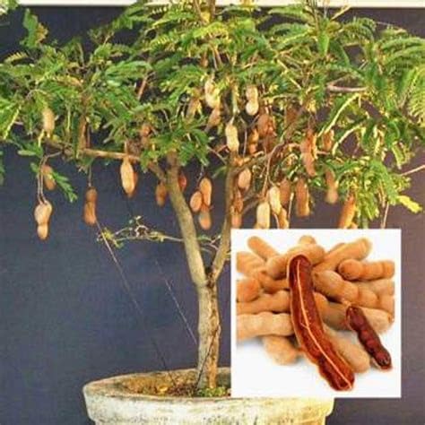 Mphmi Live Plant Nursery NCR Plants Sweet Tamarind plant (Grafted) - Fruit Plants &Tree (B0C4H4GX85) Amazon Price History, Amazon Price Tracker