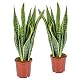 Bogenhanf Bloomique 2er Set Sansevieria Laurentii Pflegeleichte Sukkulenten