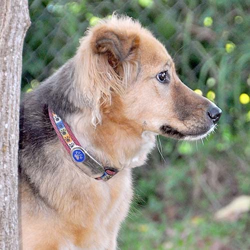 LuckyPet Bone Jewelry Collar Tag for Dogs and Cats, Custom Engraved, Durable, Quiet and Chew Proof, Attaches Flat to Any Collar, Small-Black-Bone