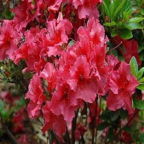 Rhododendron Rose Azalea Bush Seeds (Rhododendron ferrugineum) 50 + Seeds :  Amazon.de: Garten