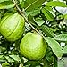 Dried Guava Leaves 1 Oz (28g) Hojas De Guayaba Herbal Tea Natural Air Dried Whole Leaf Harvested from Ceylon - Lanka Flavors Feel Different