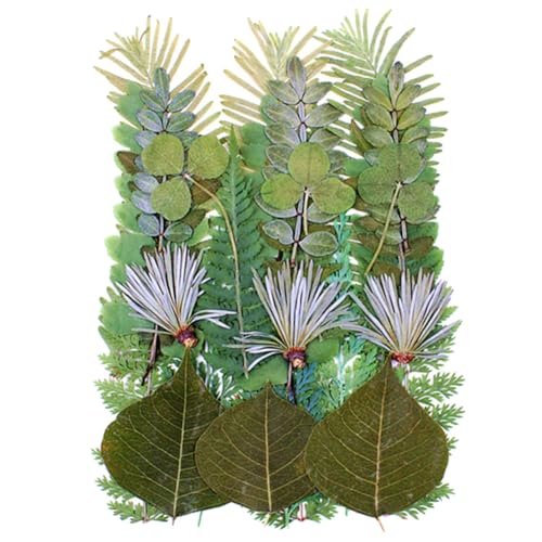 30 piezas hojas secas prensadas para arte y manualidades miniatura 1