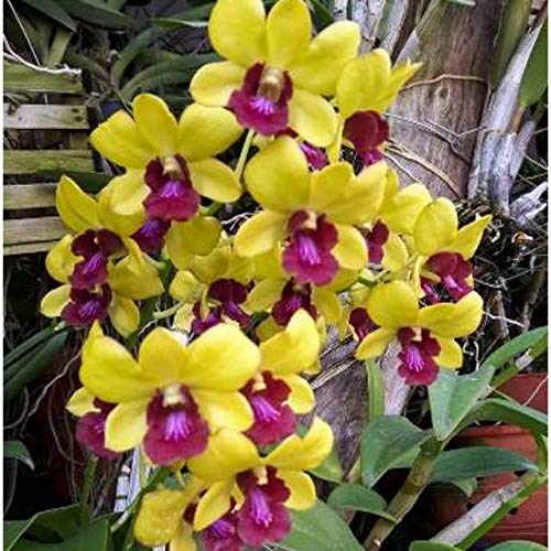 Dendrobium Hybrid Healthy Orchid Yellow red Lip Live Plant : Amazon.in